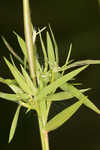 Lindheimer panicgrass